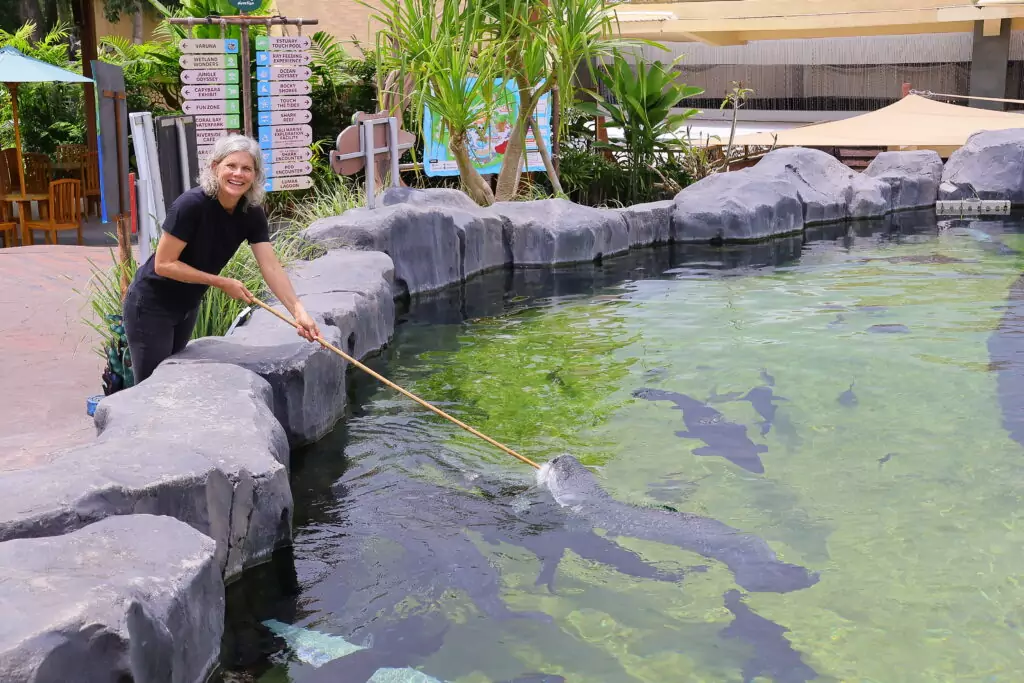 Arapaima Feeding KV