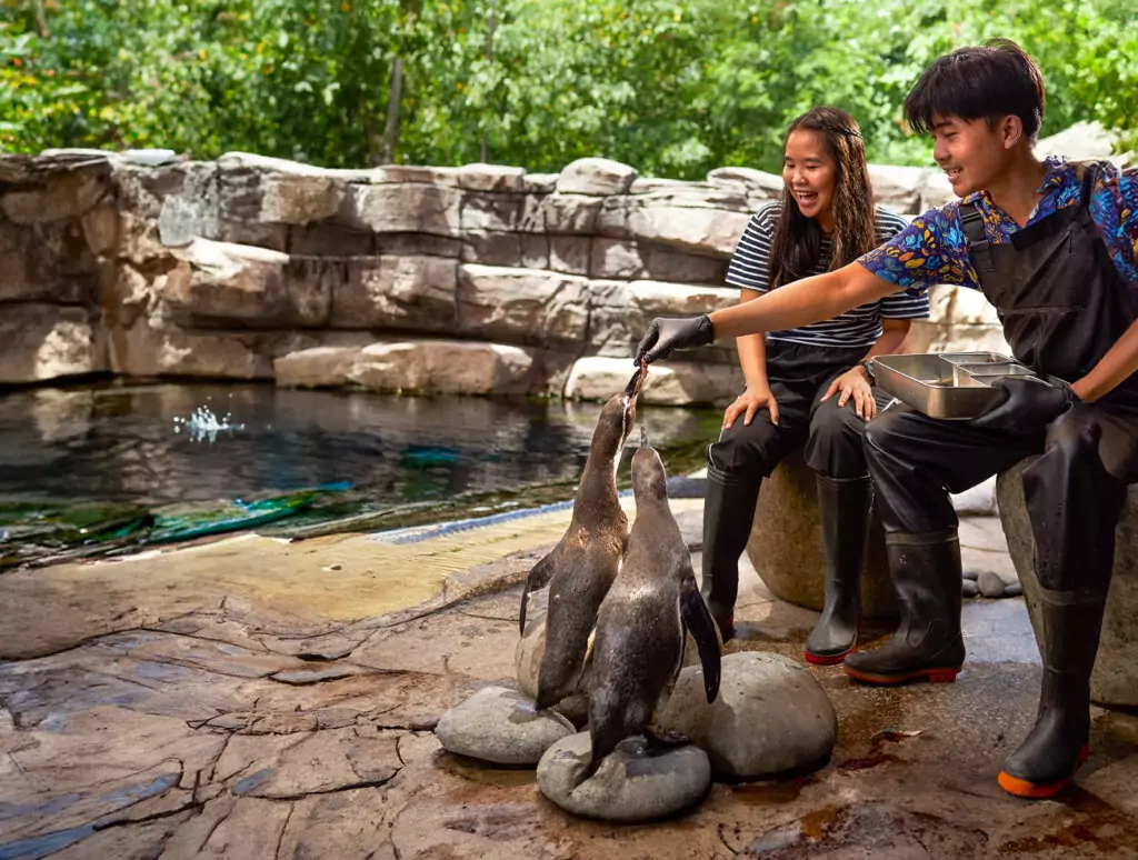 penguin encounter2
