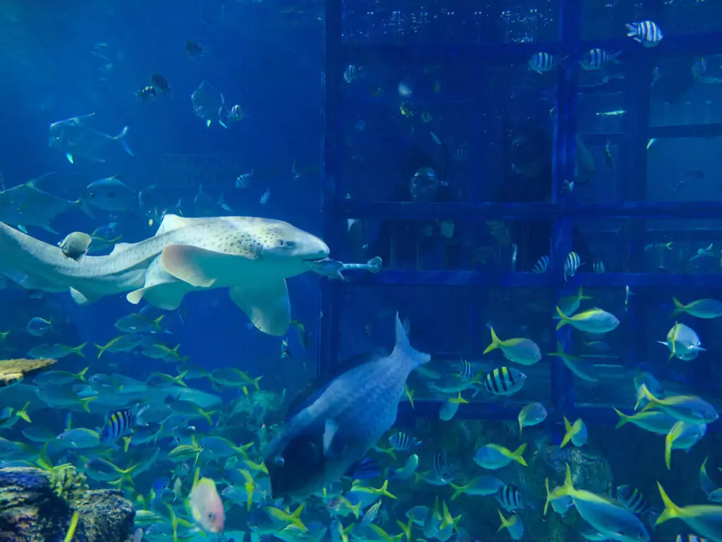 shark encounter2