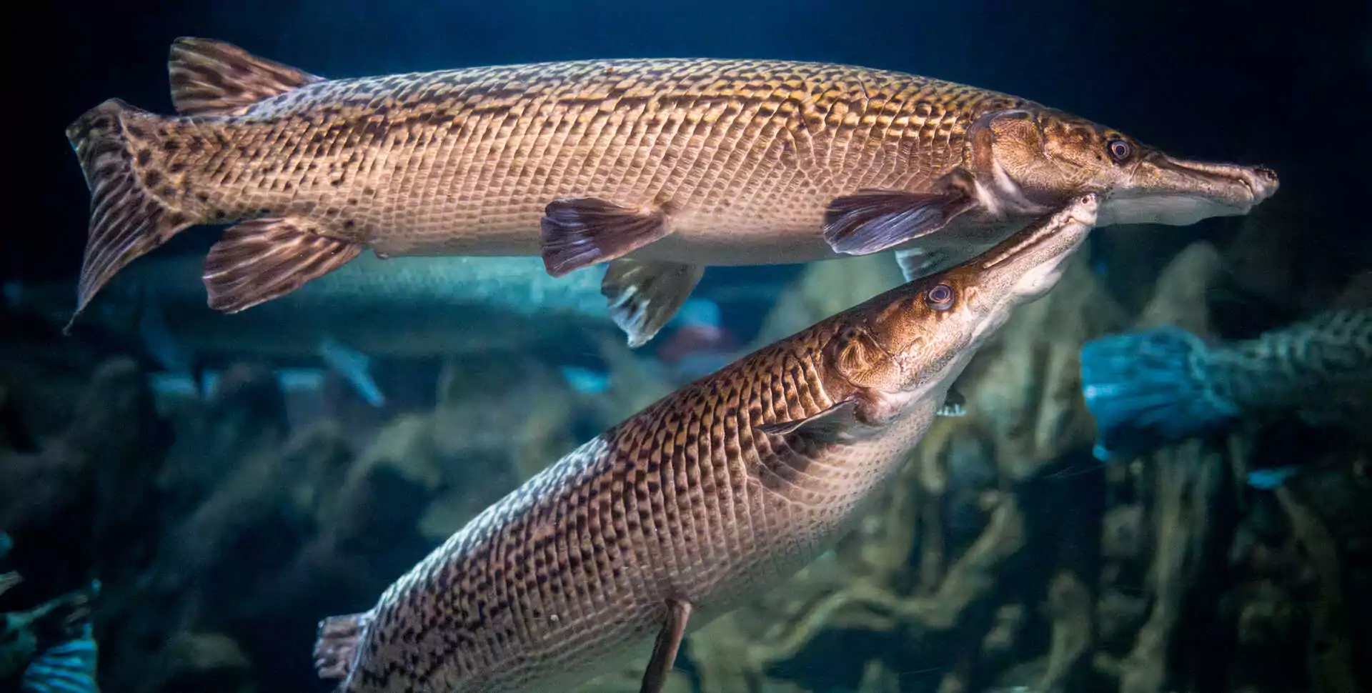 General description of Alligator Gar