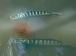Giant snakehead parents actively guard and defend schools of their juveniles