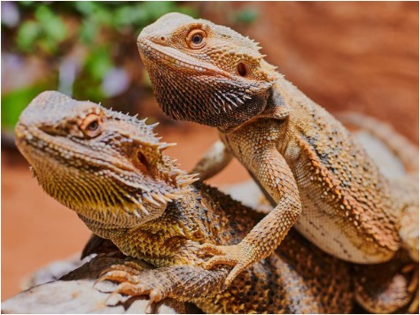 Male (left) and female (right) bearded dragon during mating season