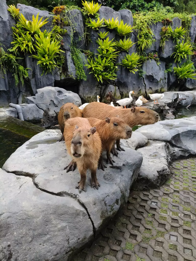 General description new pic