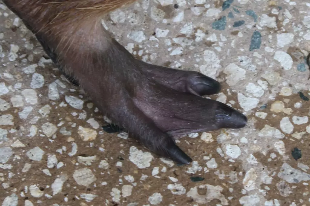 Physical adaptation(1)