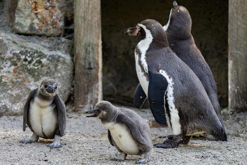 coparenting humboldt