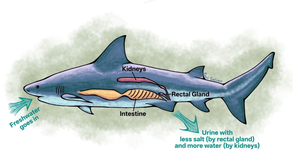 mastering salinity