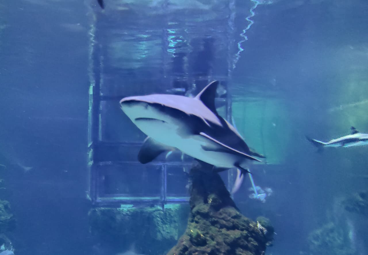 shark
