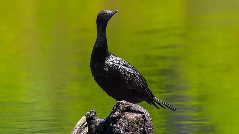 Cormorant Feeding