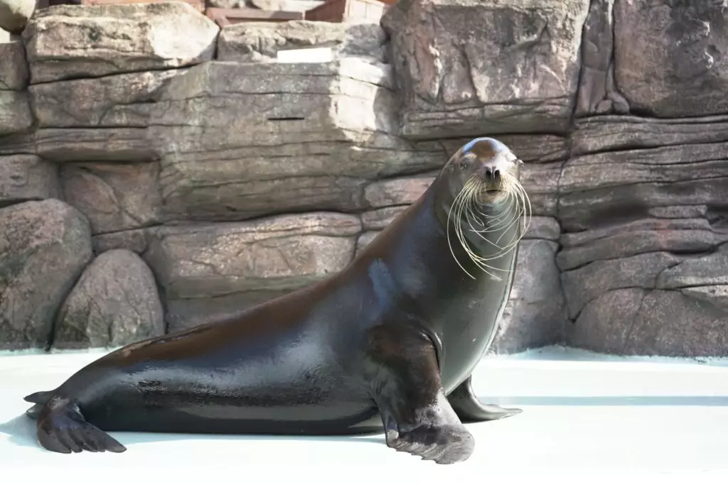 sealion