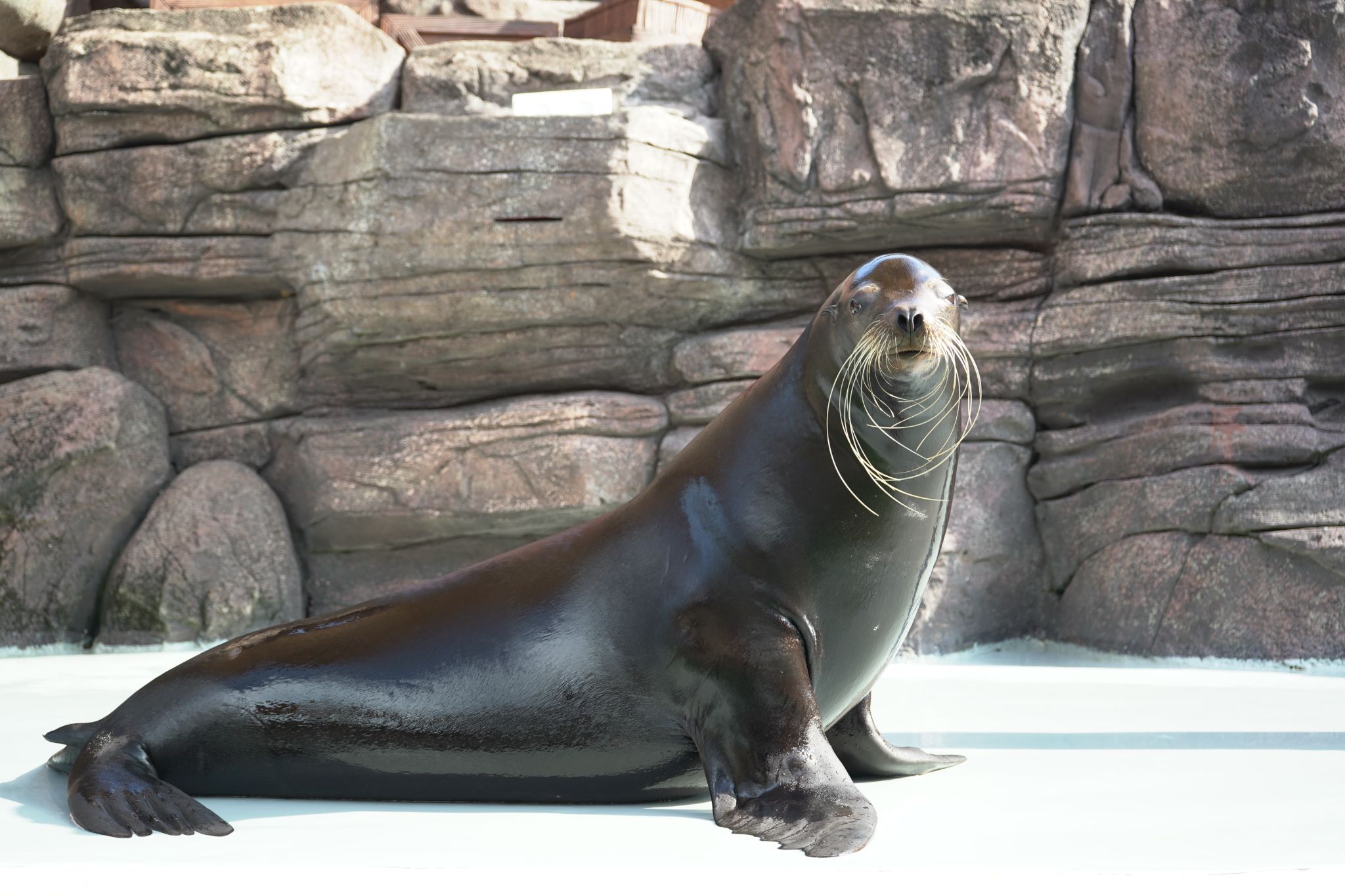 sealion