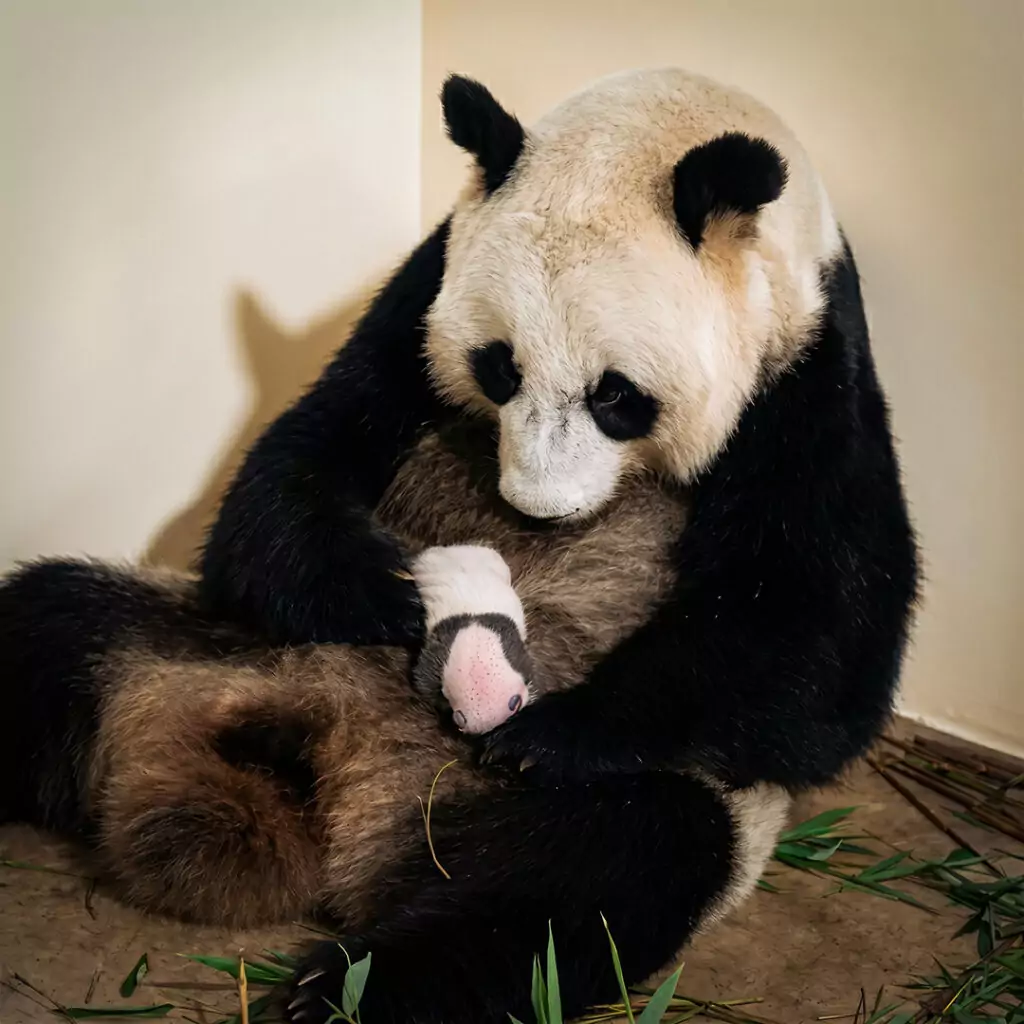 Follow His Growth - Rio The Panda