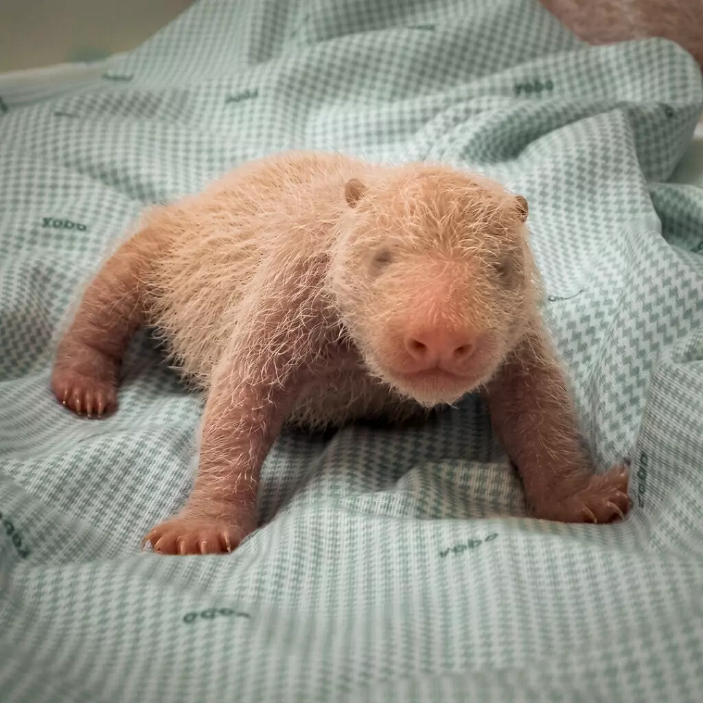 Follow His Growth - Rio The Panda