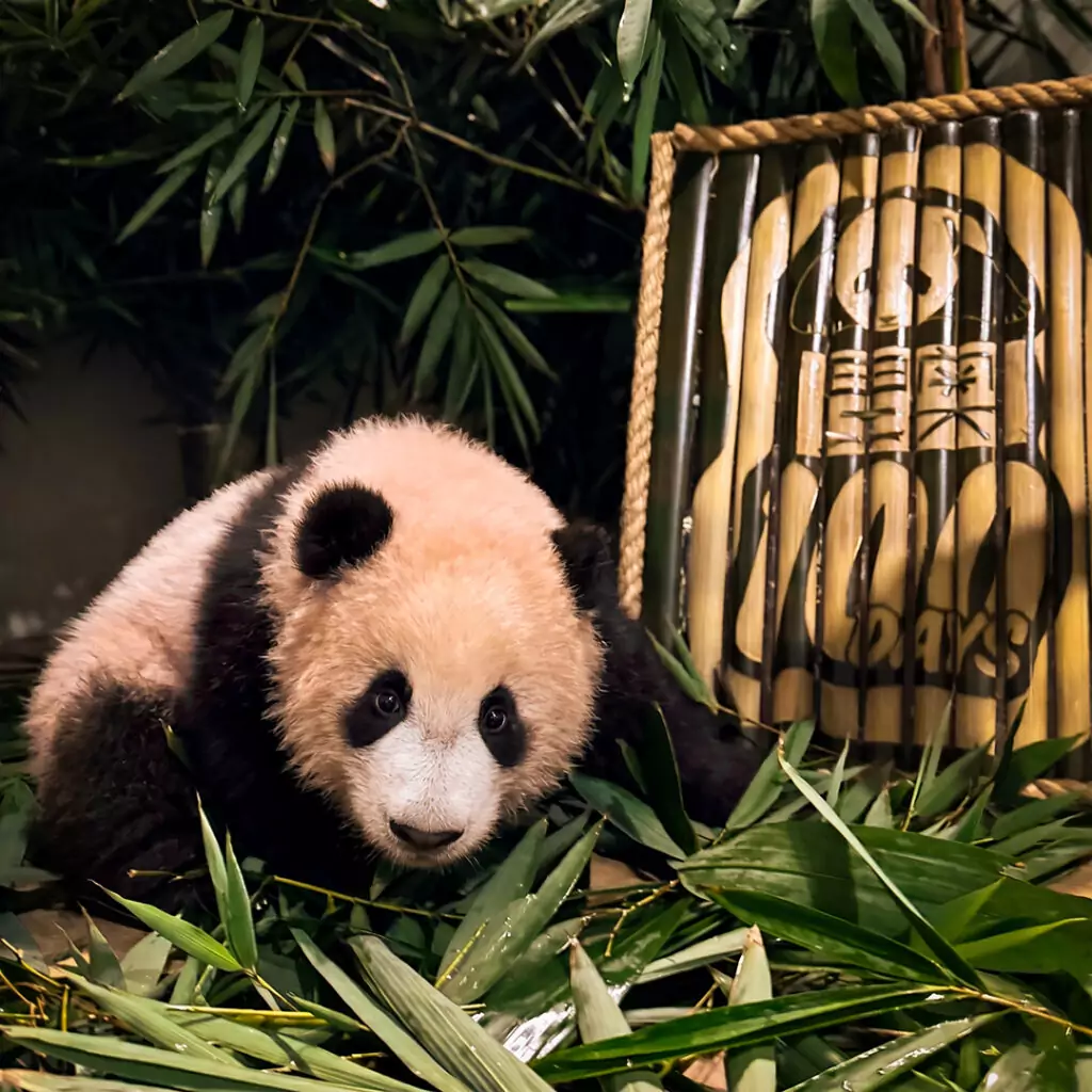 Follow His Growth - Rio The Panda