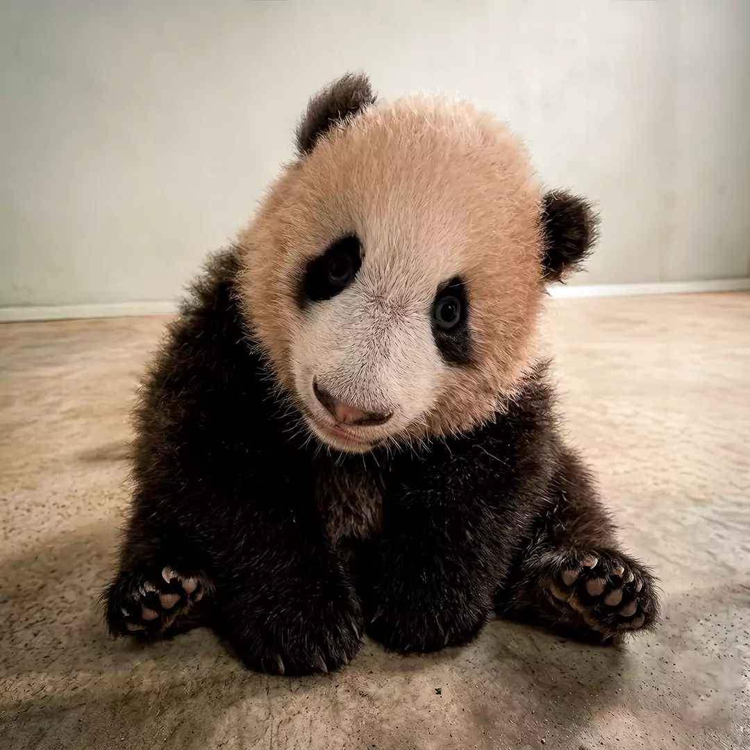 Gallery's Rio - Rio The Panda