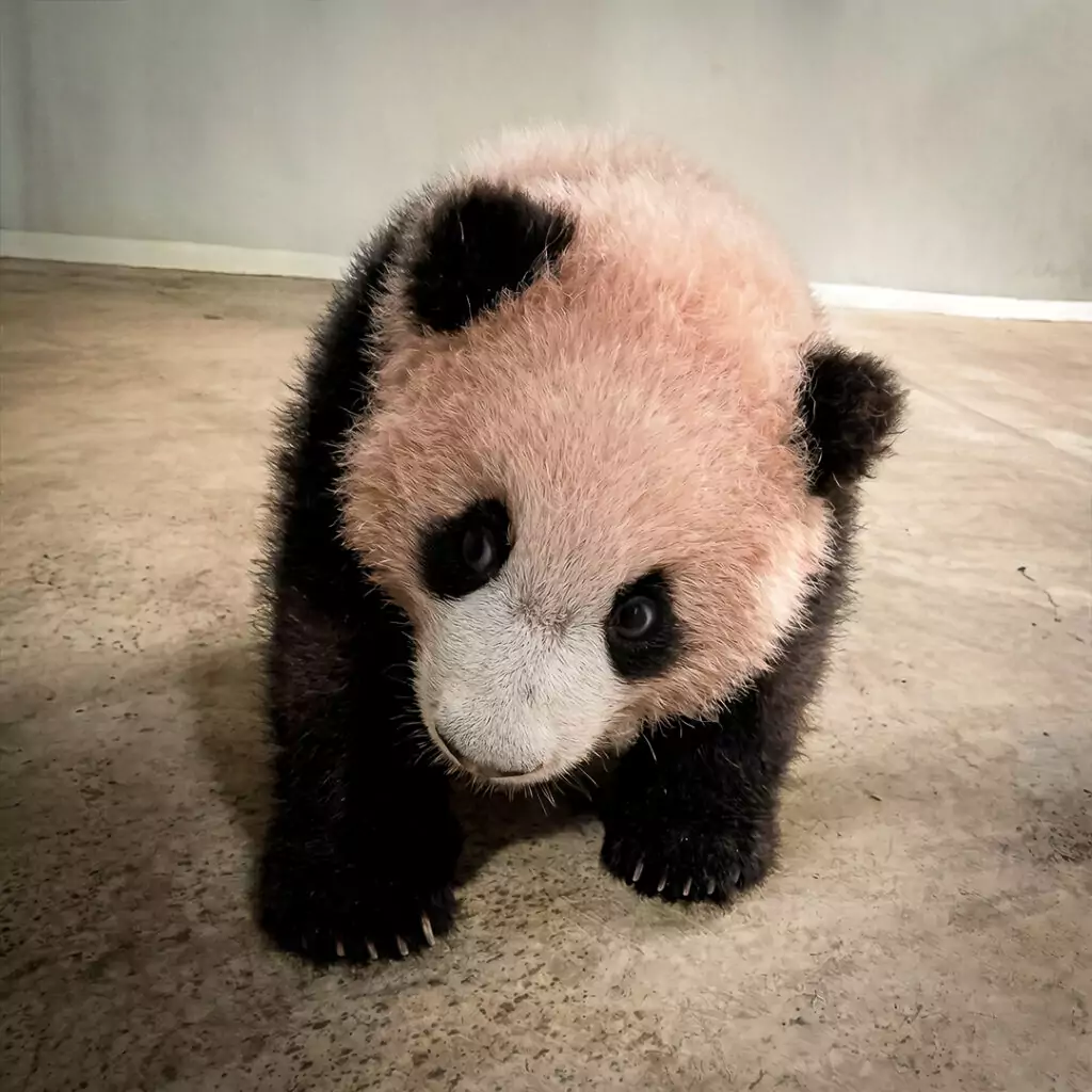 Gallery's Rio - Rio The Panda