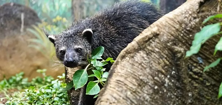 Binturong 2 940x445 1