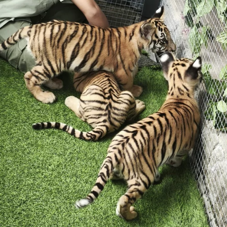 kelahiran tiga bayi harimau