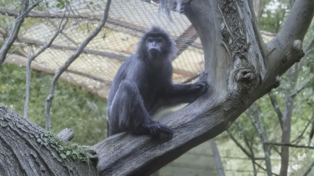 Keunikan Lutung Budeng dan Status Perlindungannya
