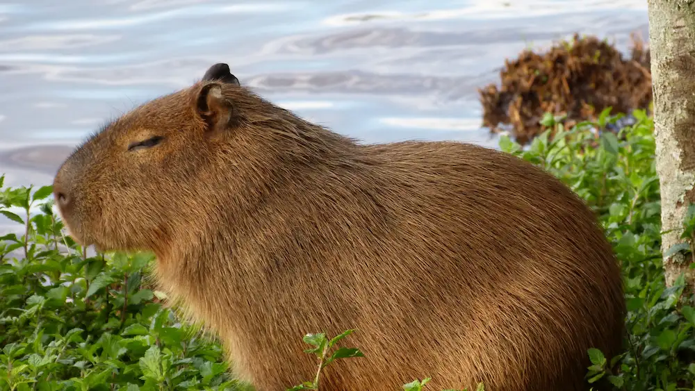 Penasaran Sama Capybara Cek Tiket Solo Safari Sekarang