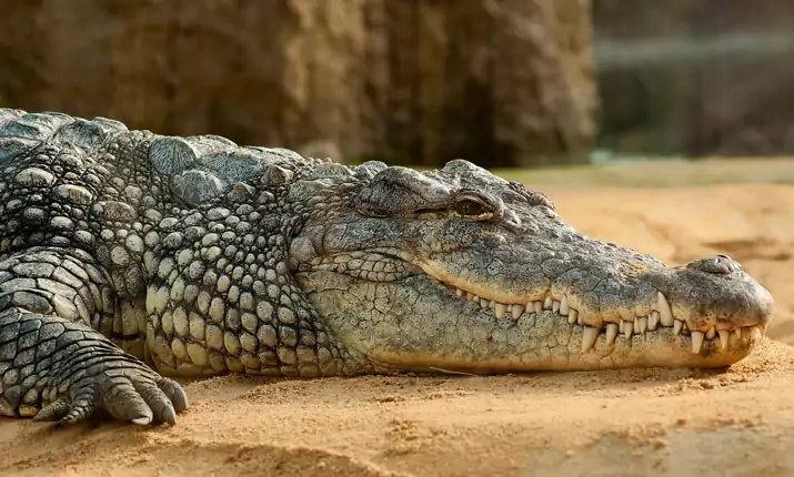 Interesting facts about Crocodiles
