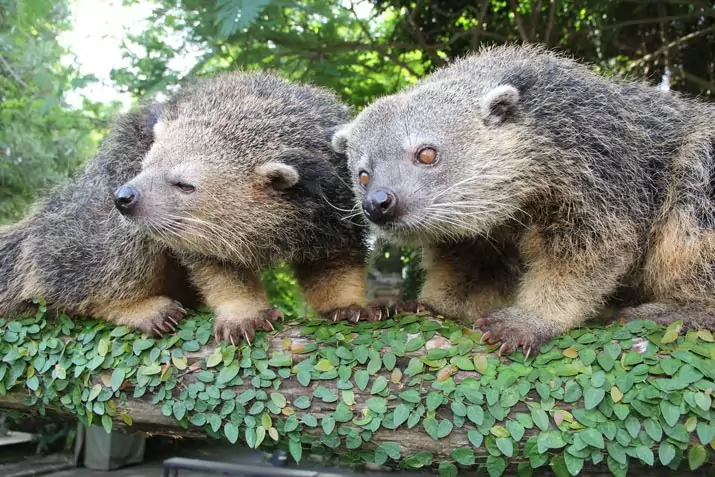 The Binturong at Bali Safari Park