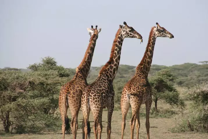 Diurnal Animals - Giraffe