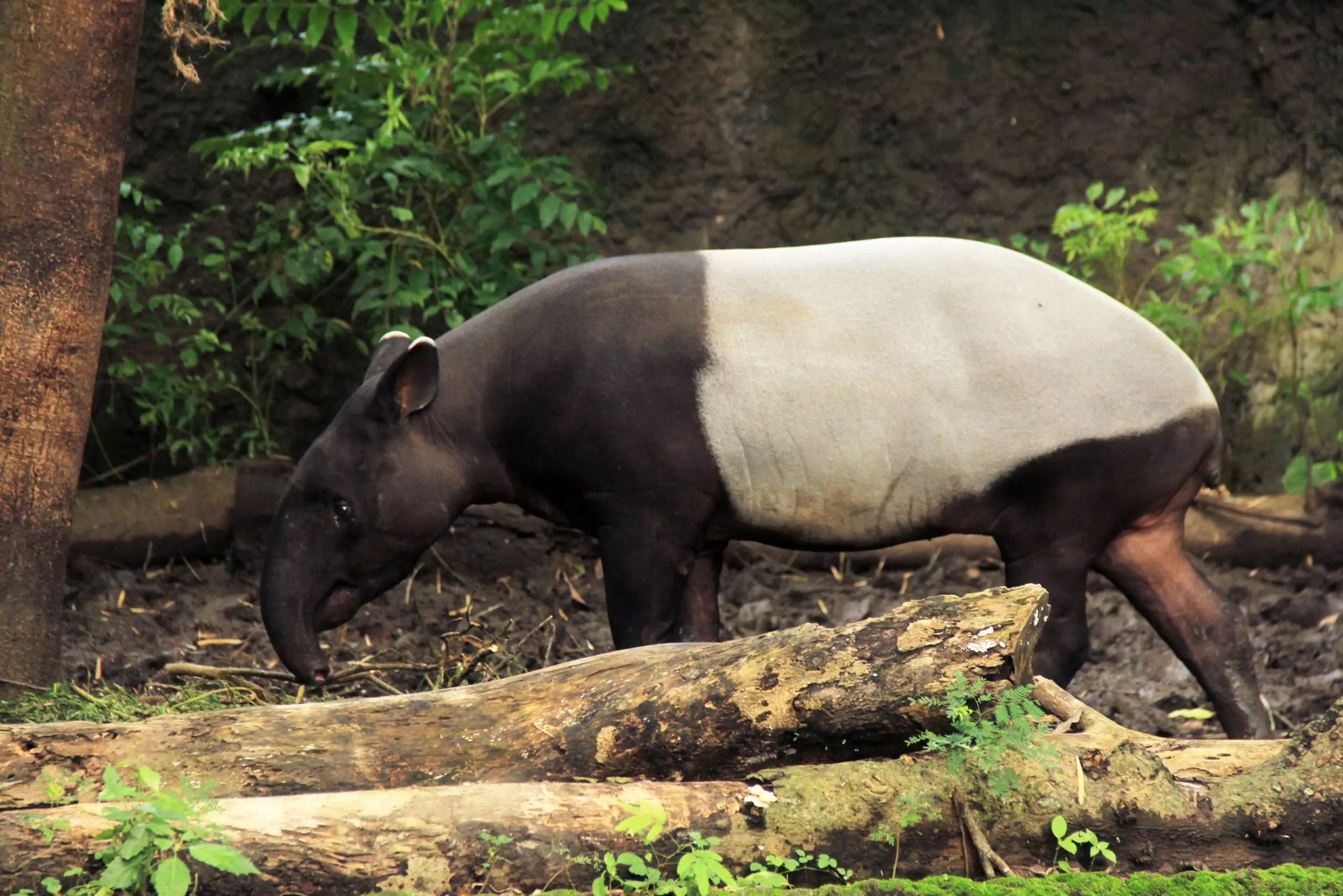 malayan-tapir-bali-safari