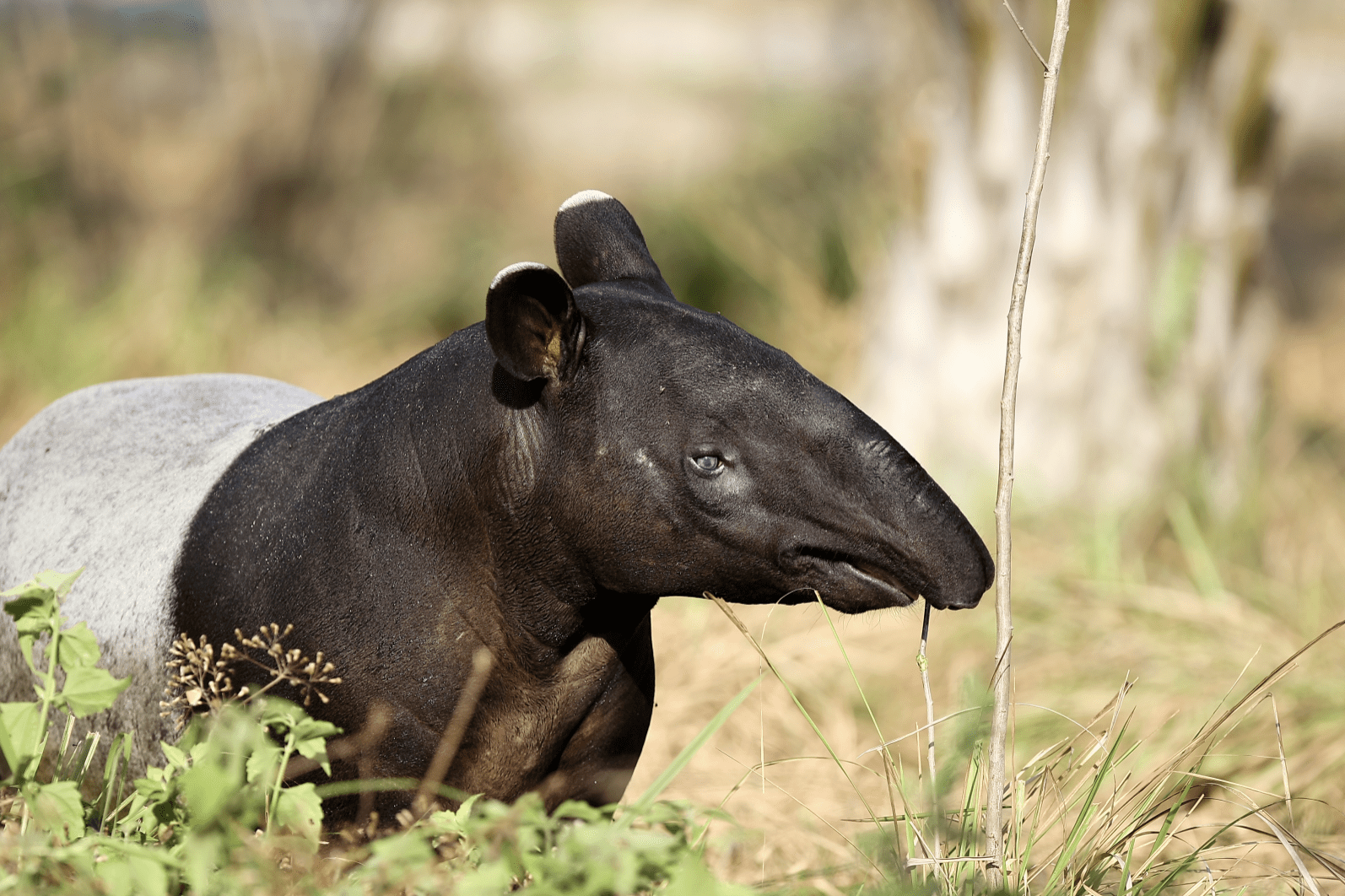 malayan-tapir-safari
