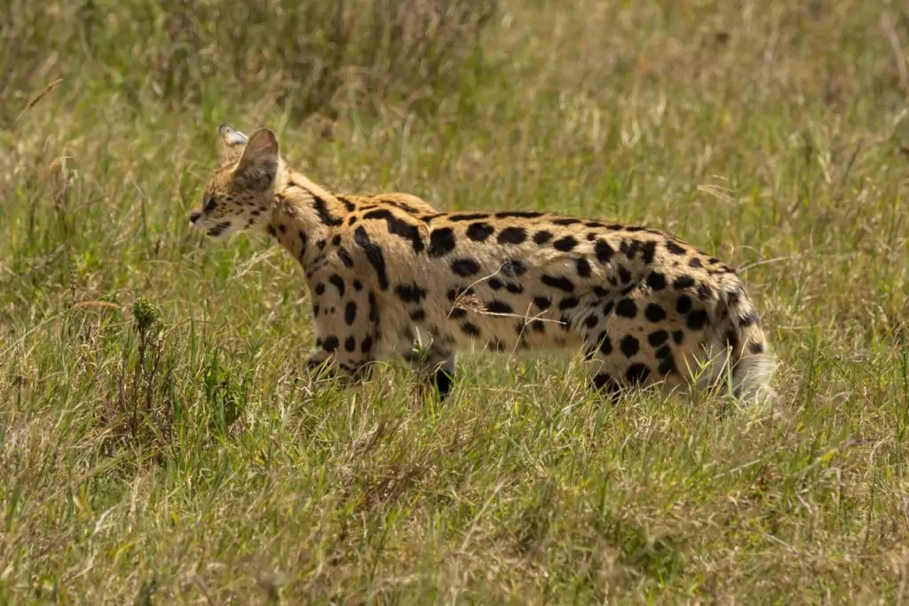 serval cat
