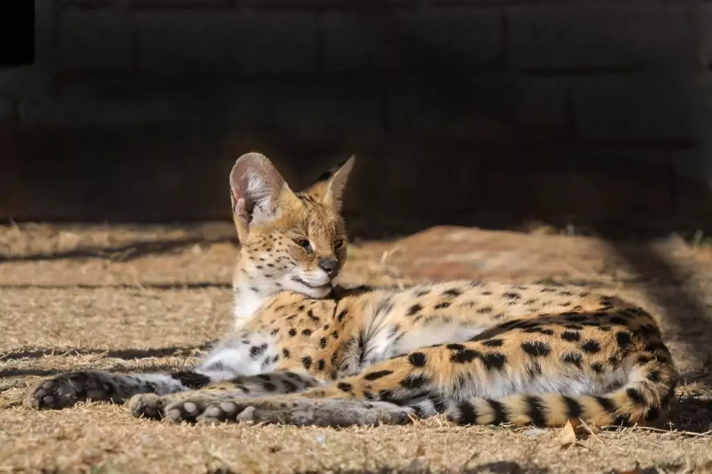 serval cat native to Africa