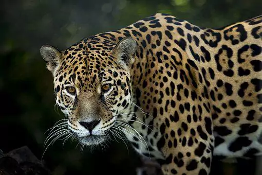 the-jaguar