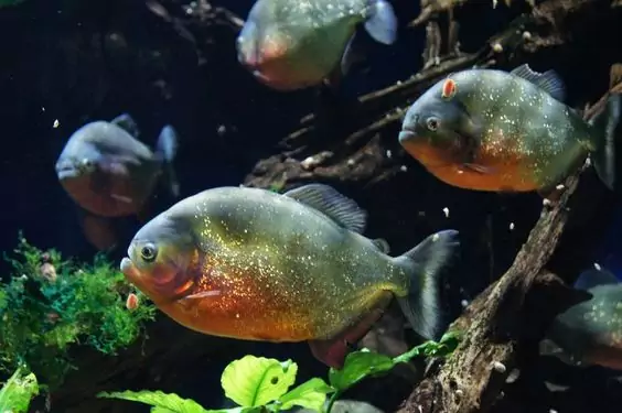 Piranha Habitat