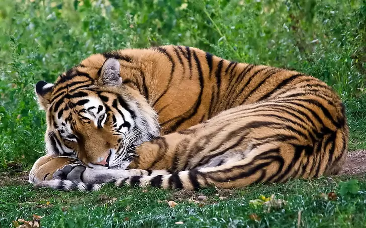 sleepy bengal tiger