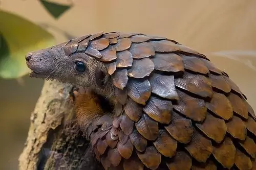 Pangolin now can see at Taman Safari Bali