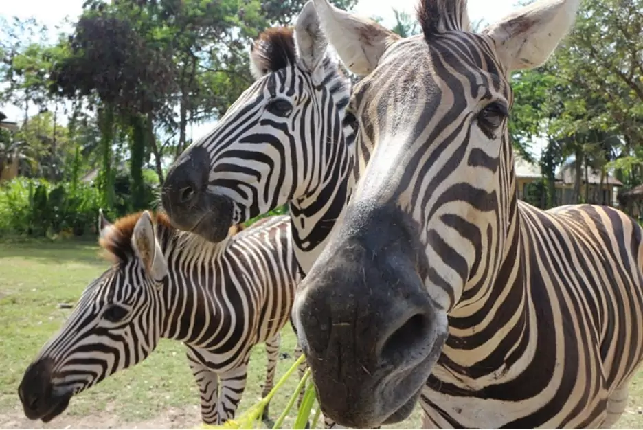 zebras at Taman Safari Bali