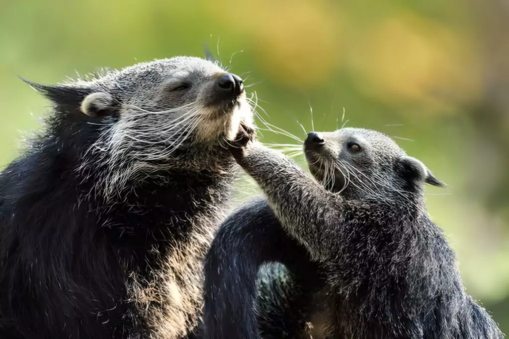 The Binturong you can meet them at Bali Safari Park