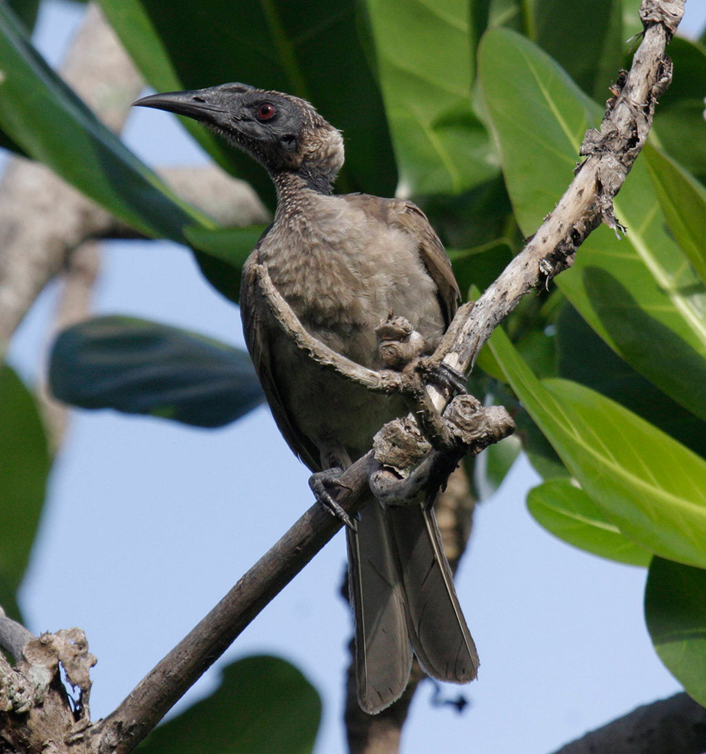 Helmeted Friarbird (Philemon buceroides)