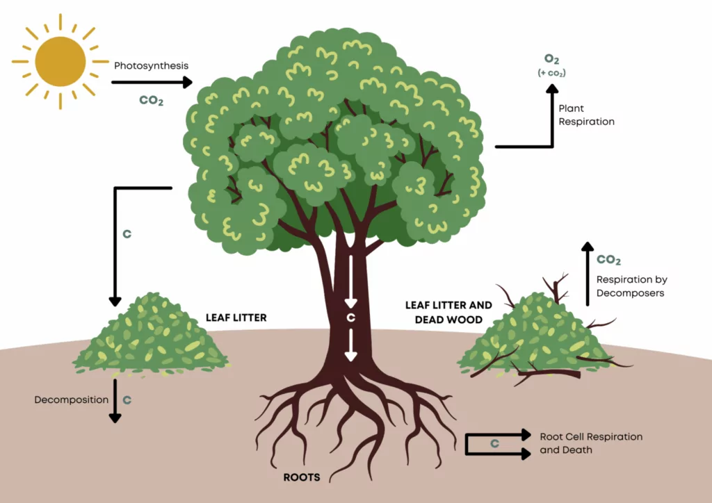 Plants as Effective Carbon Sequestration Agents