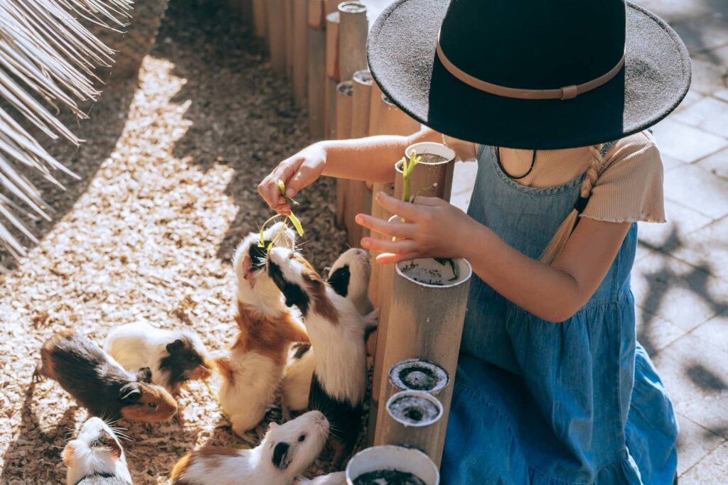 Berinteraksi Langsung di Area Petting Zoo