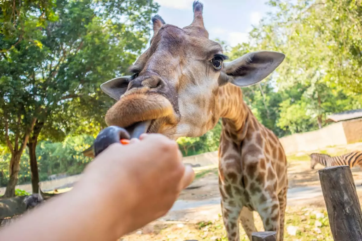 Your Guide to Animal Feeding at Taman Safari Bali