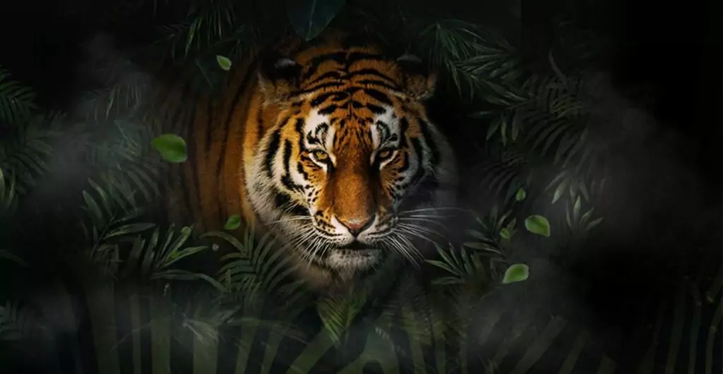 Your Guide to Night Safari Bali Prices and Experiences