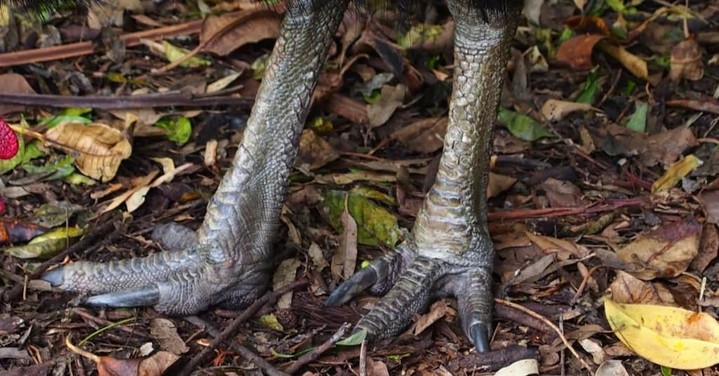 casowary feet