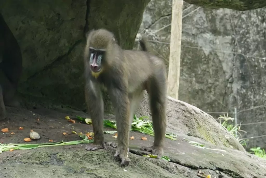 mandrill01