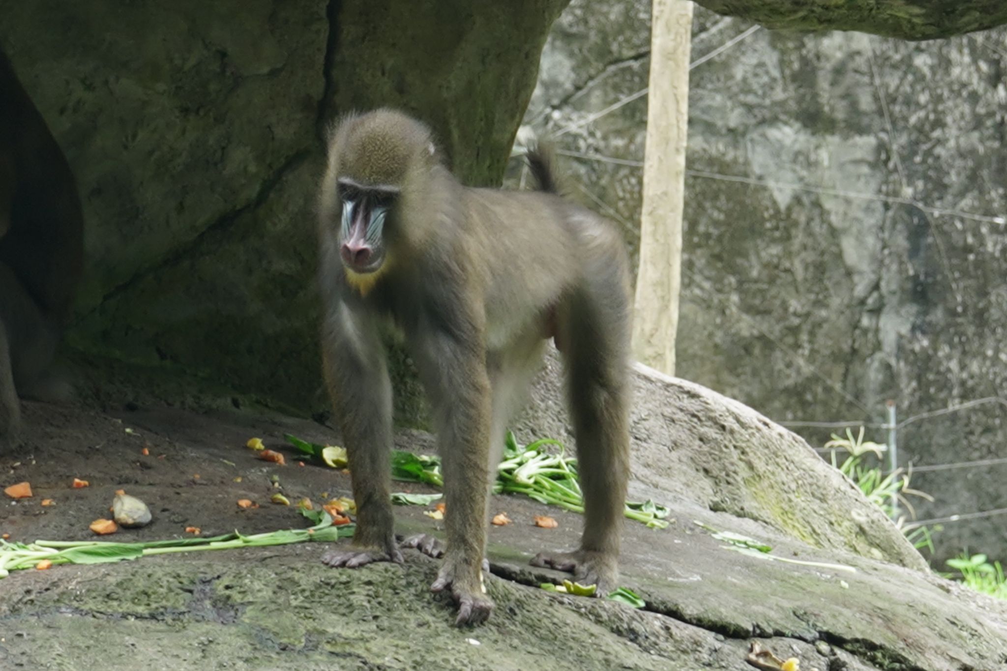 mandrill01