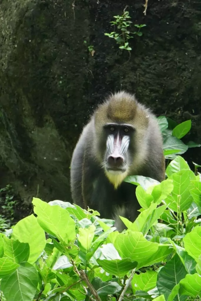 mandrill02