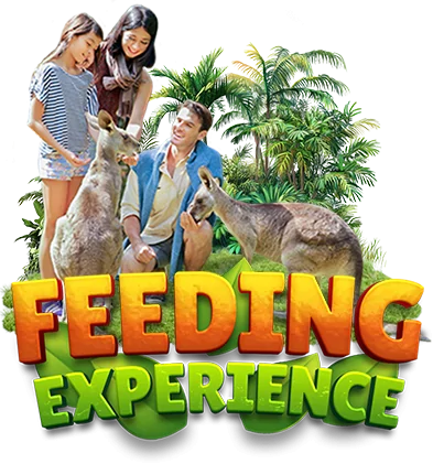 PICTURE BUTTON FEEDING EXPERIENCE