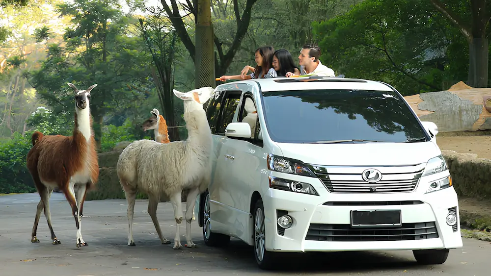 Perfect 2 Day Taman Safari Bogor Itinerary