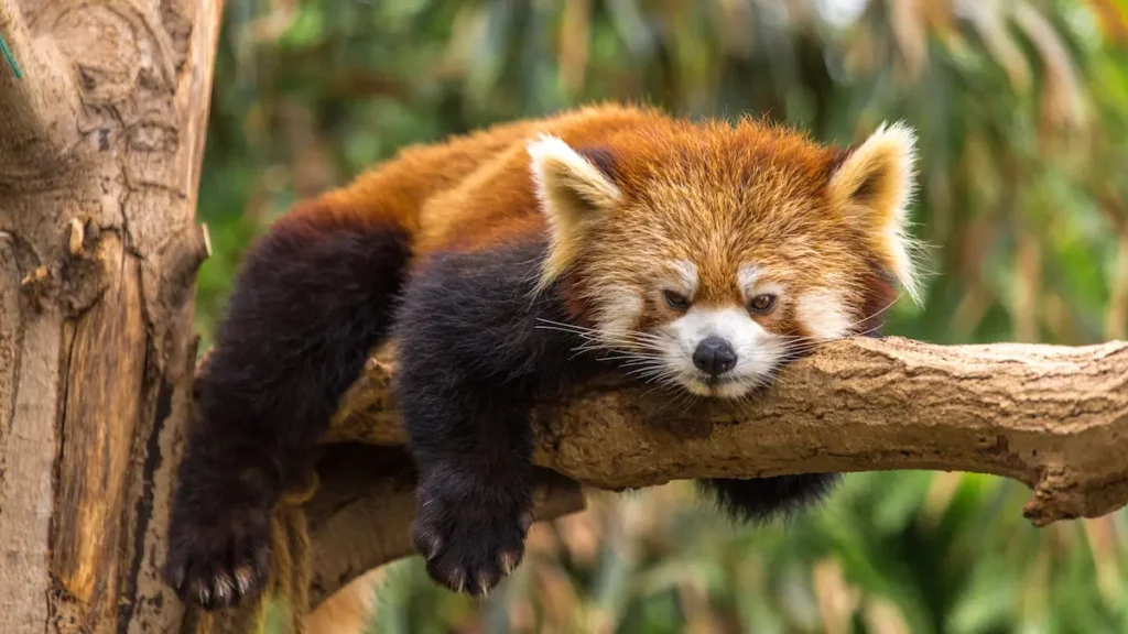 Mengenal Sifat dan Karakteristik Panda Merah