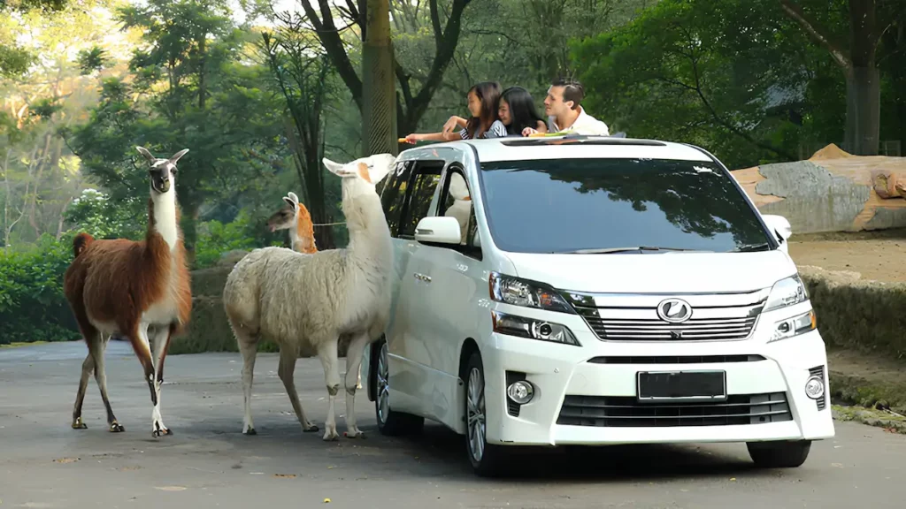 Rute Liburan Keluarga dari Bandung ke Taman Safari Bogor