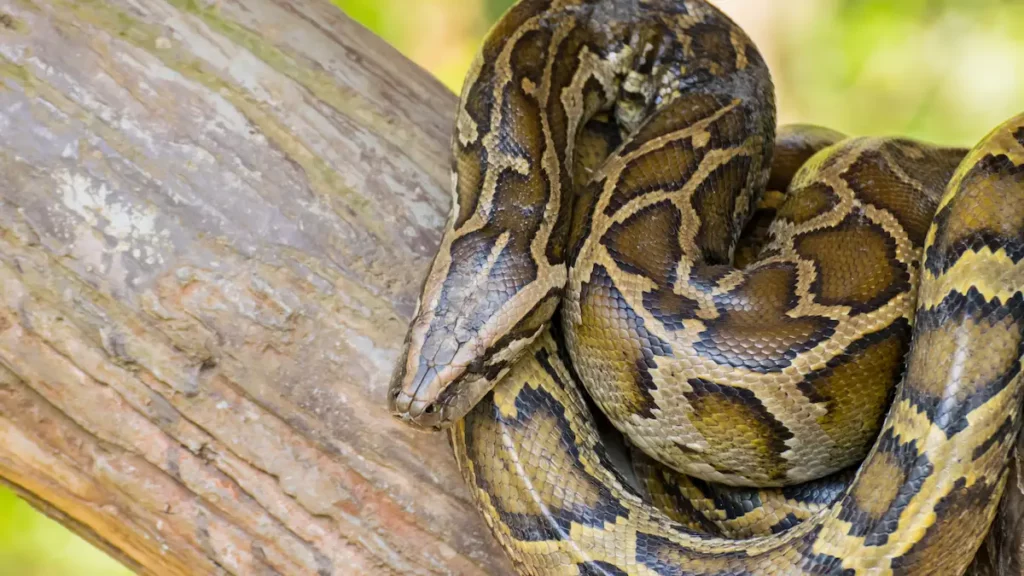 World Snake Day Awareness and Conservation Efforts